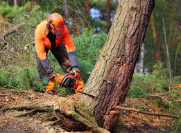 How Our Tree Care Process Works  in  Trempealeau, WI